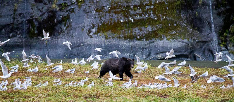 Exhibitions and Awards - Orleans House Gallery, Twickenham, Noah's Art 2011, Grizzly & Gulls