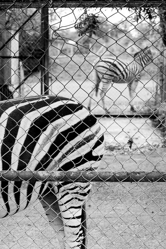 Exhibitions and Awards - Orleans House Gallery, Twickenham, Noah's Art 2011, Marwell Zebra