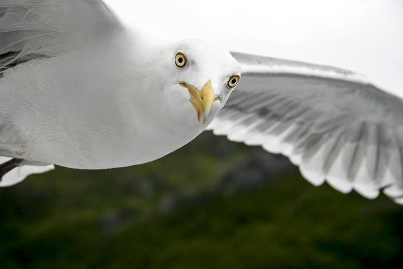 Exhibitions and Awards - Orleans House Gallery, Twickenham, Noah's Art 2011, Trollfjord Gull