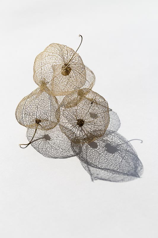 Exhibitions and Awards - Photocrowd, Seeds & Fruit 2014, Expert 3rd Review, Shadows Or Lanterns