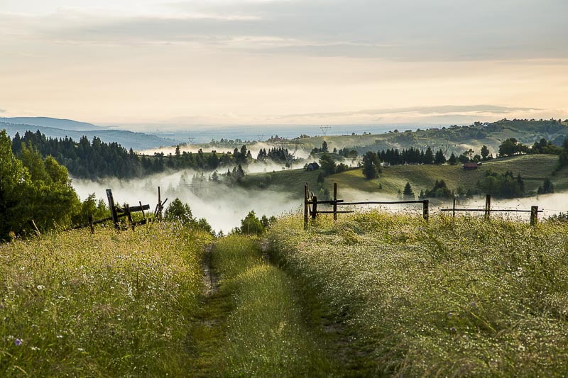 Exhibitions and Awards - IGPOTY 9 2016, Commended, Wildflower Meadows, Carpathian Meadows