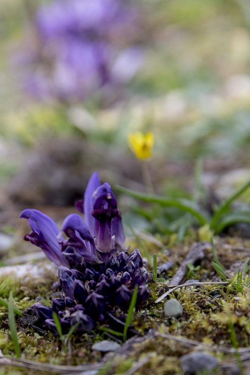 Argyll Scotland - Arduaine Gardens - May 6, 2016