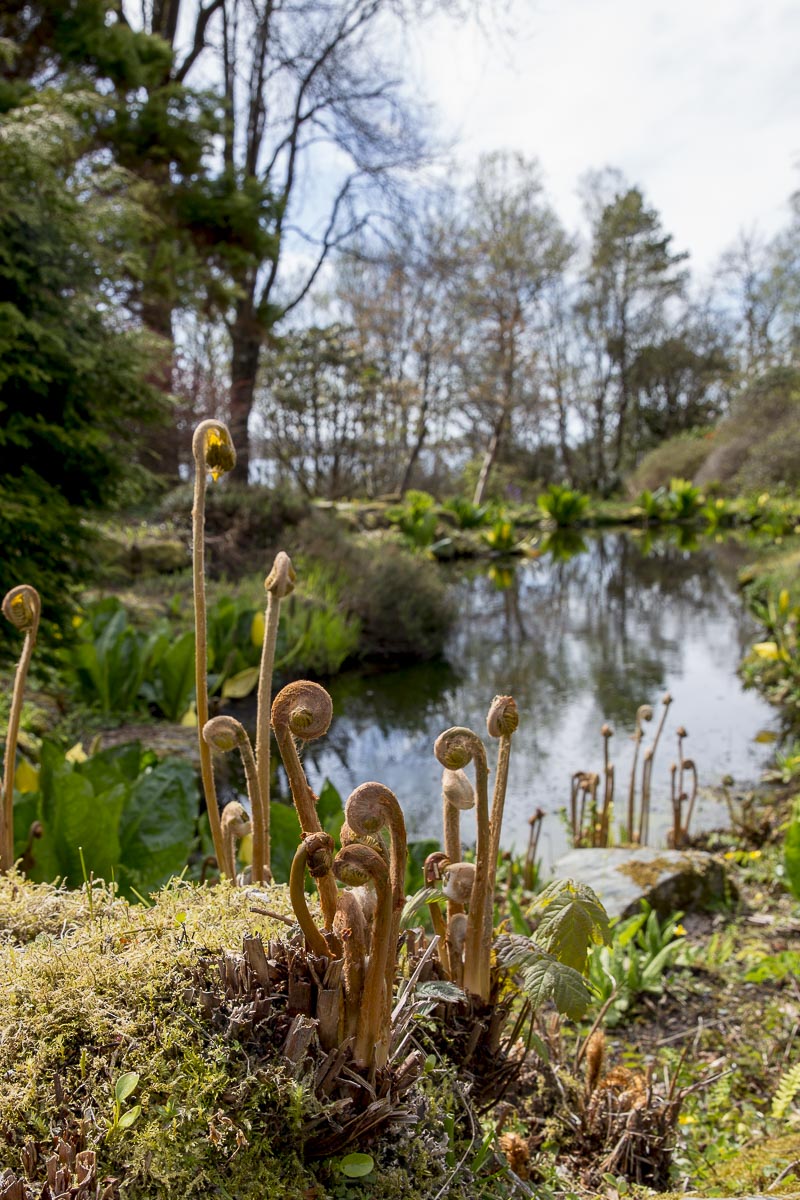 Argyll Scotland - Arduaine Gardens - May 6, 2016