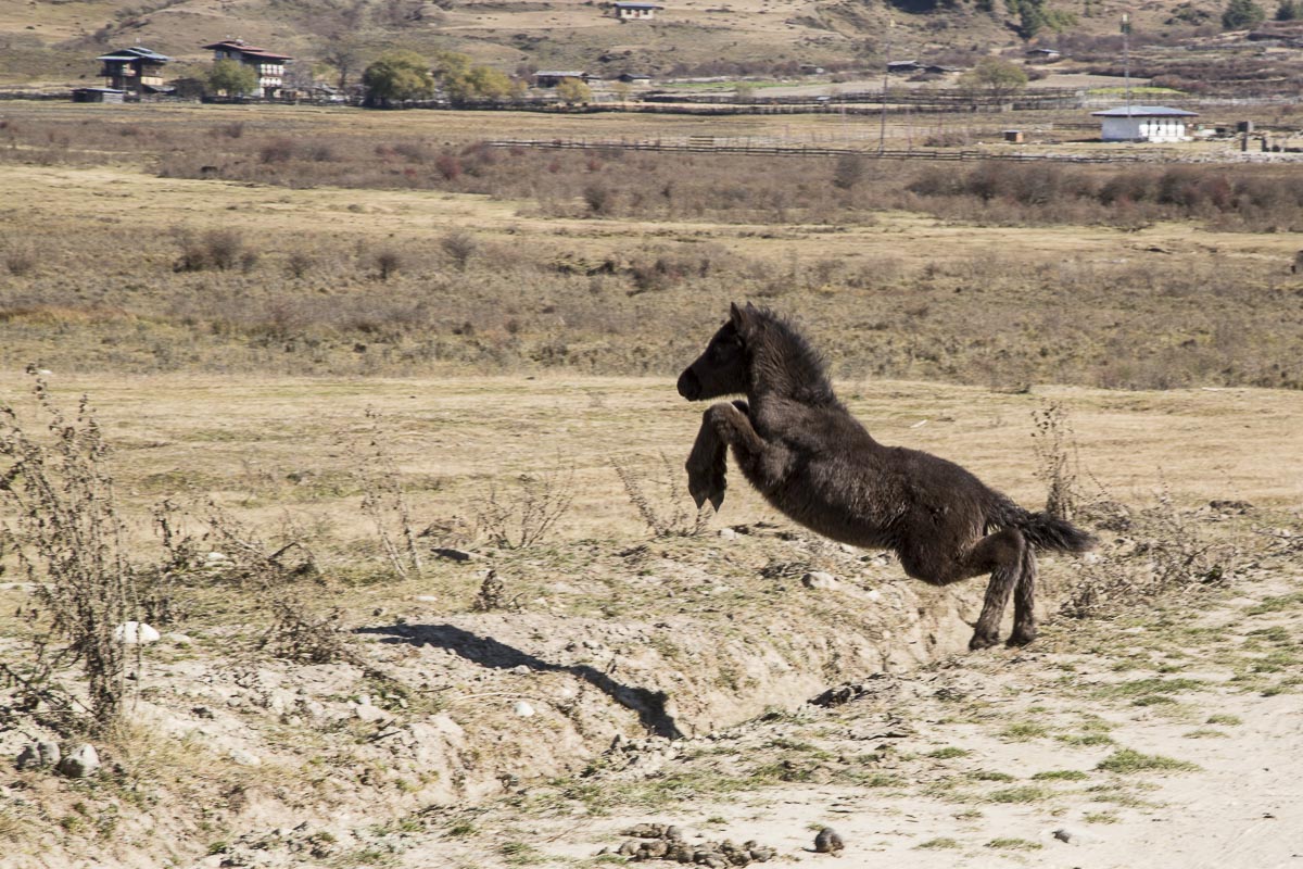 Bhutan - Gangtey Valley - November 12, 2014