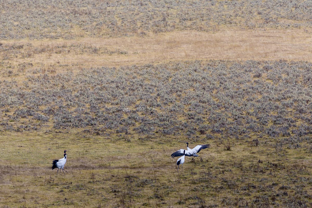 Bhutan - Gangtey Valley, Black Neck Cranes Arriving - November 12, 2014