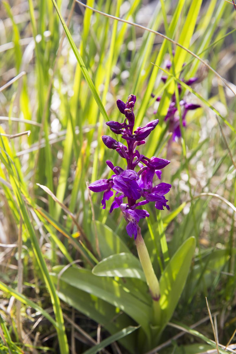 Argyll Scotland - Buidhe, Craobh Haven - May 5, 2016