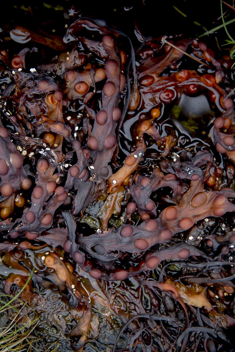 Argyll Scotland - Buidhe, Craobh Haven - May 5, 2016