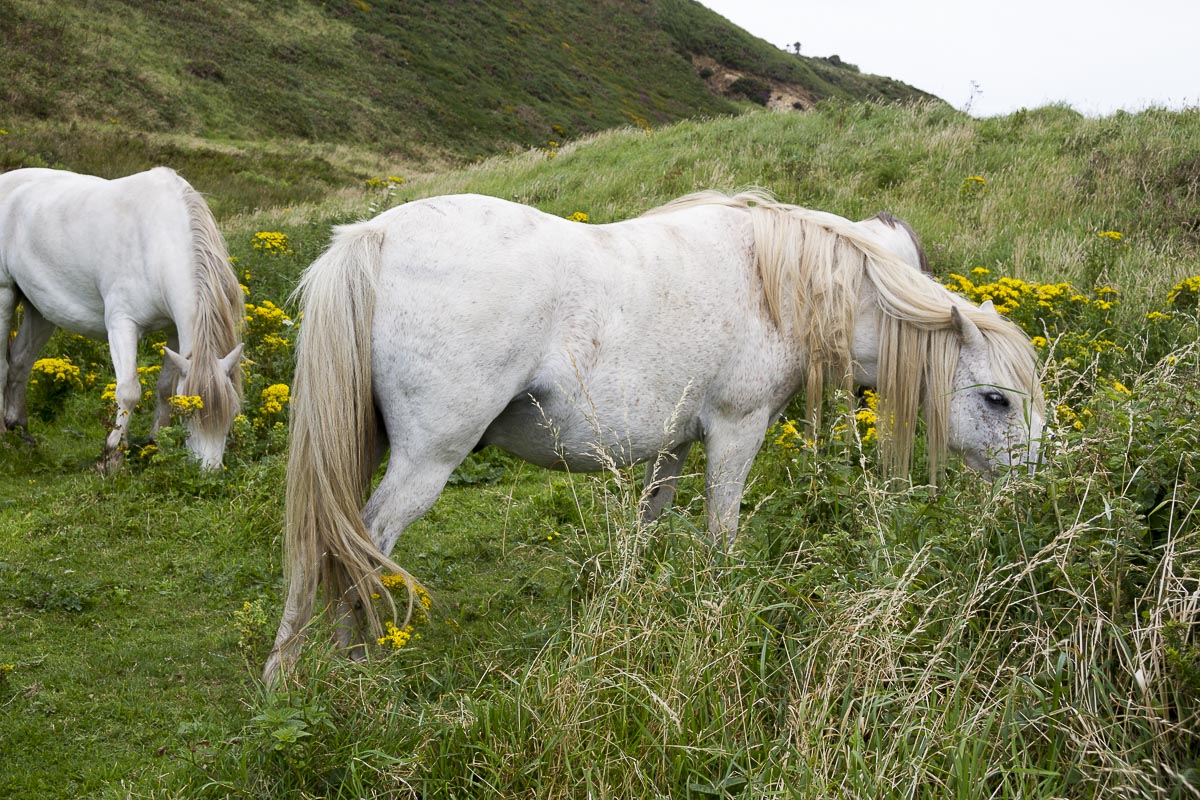Pembrokeshire - Coastal Path, Solva To Whitesands, Wild Ponies - August 11, 2012