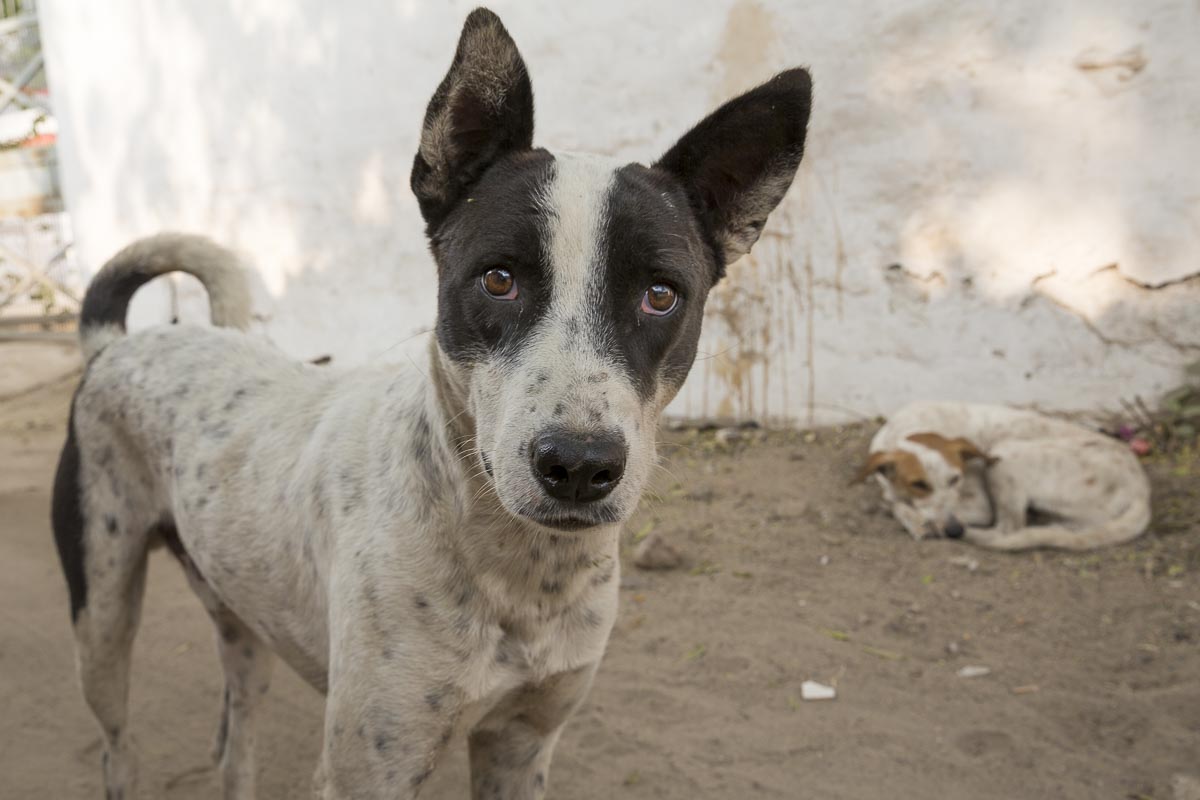 Delhi - Street Dog - November 20, 2015