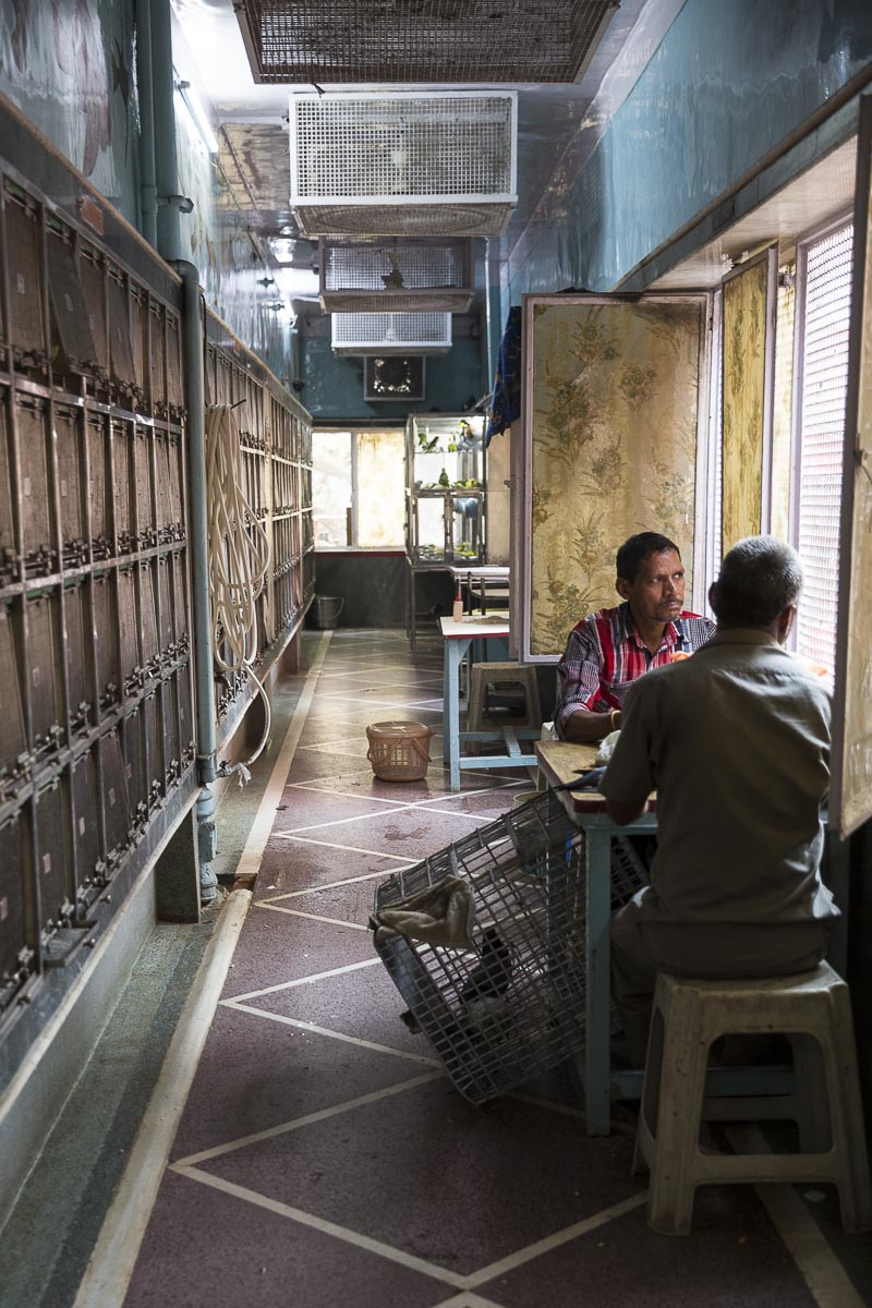 Delhi - Jain Charity Bird Hospital - November 20, 2015