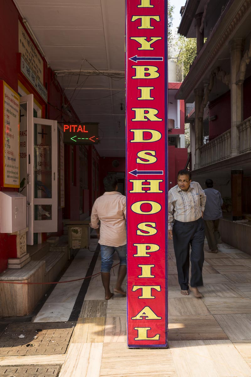 Delhi - Jain Charity Bird Hospital - November 20, 2015