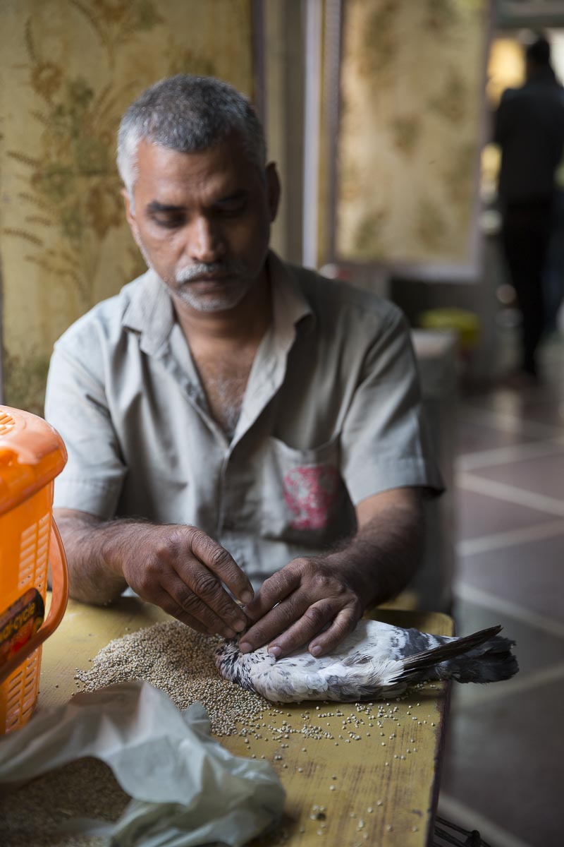 Delhi - Jain Charity Bird Hospital - November 20, 2015
