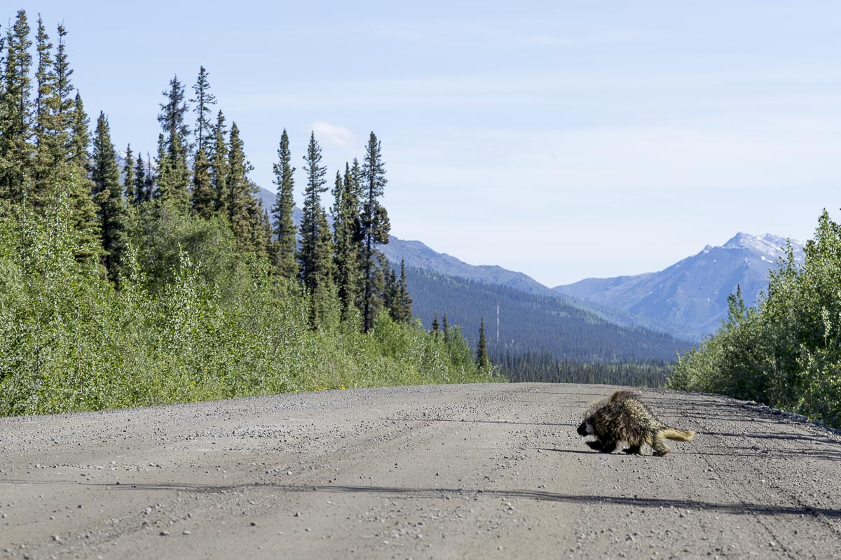 Yukon - Dempster Highway, Porcupine Crossing - June 20, 2014