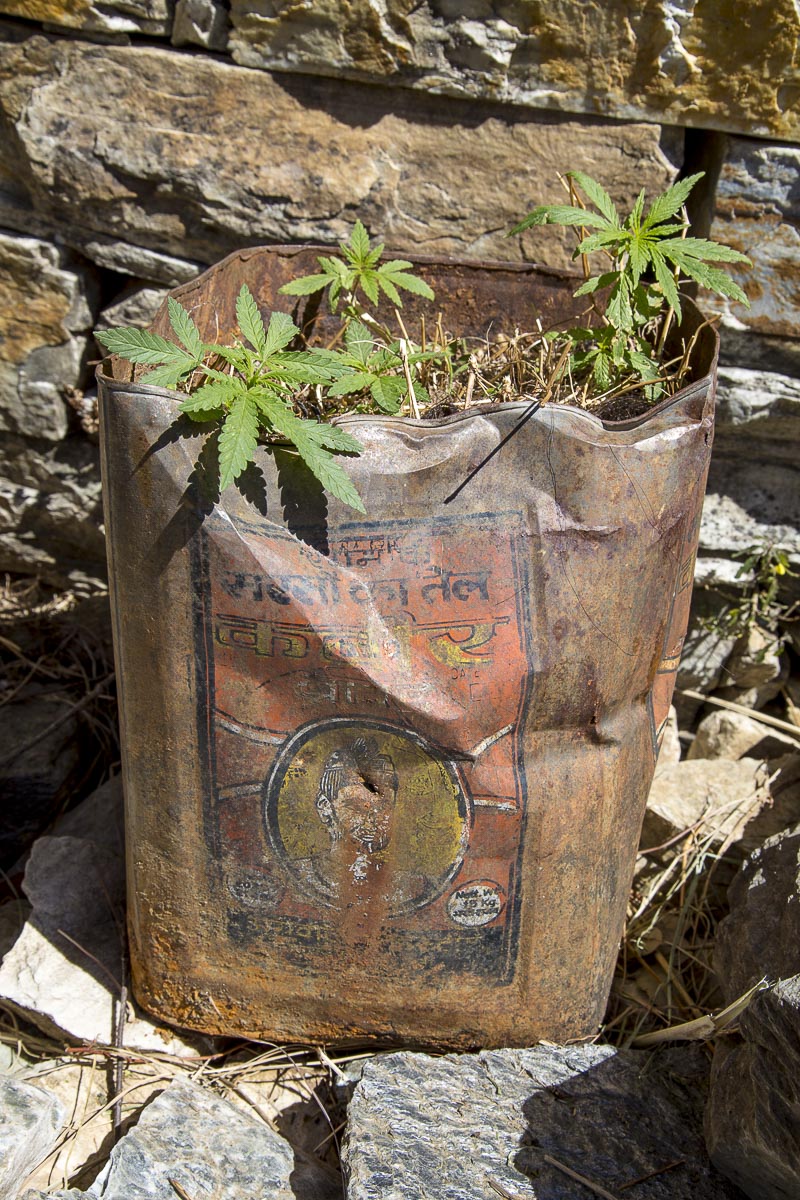 Uttarakhand - Pindar Valley, Growing Hemp - March 18, 2013