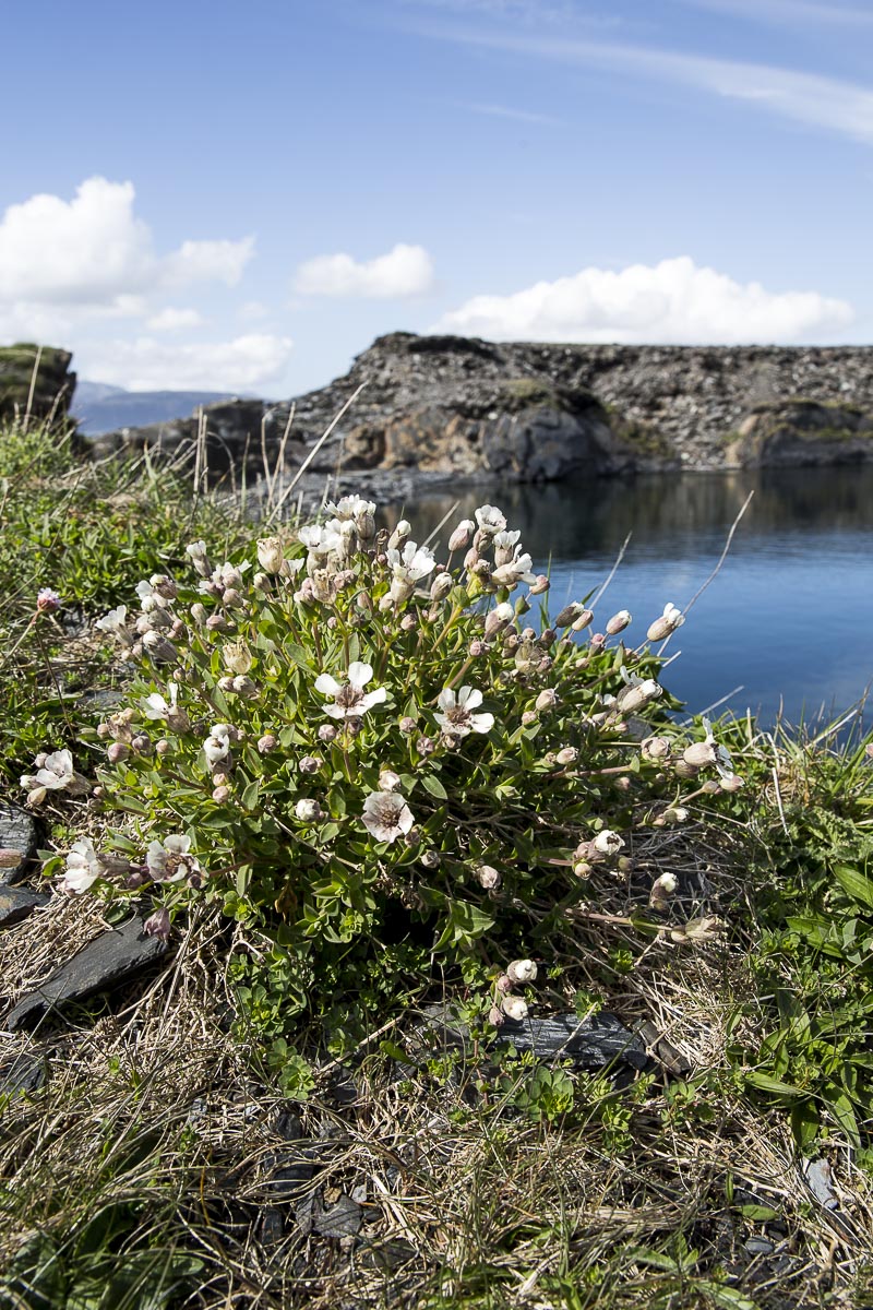 Argyll Scotland - Easdale - May 6, 2016