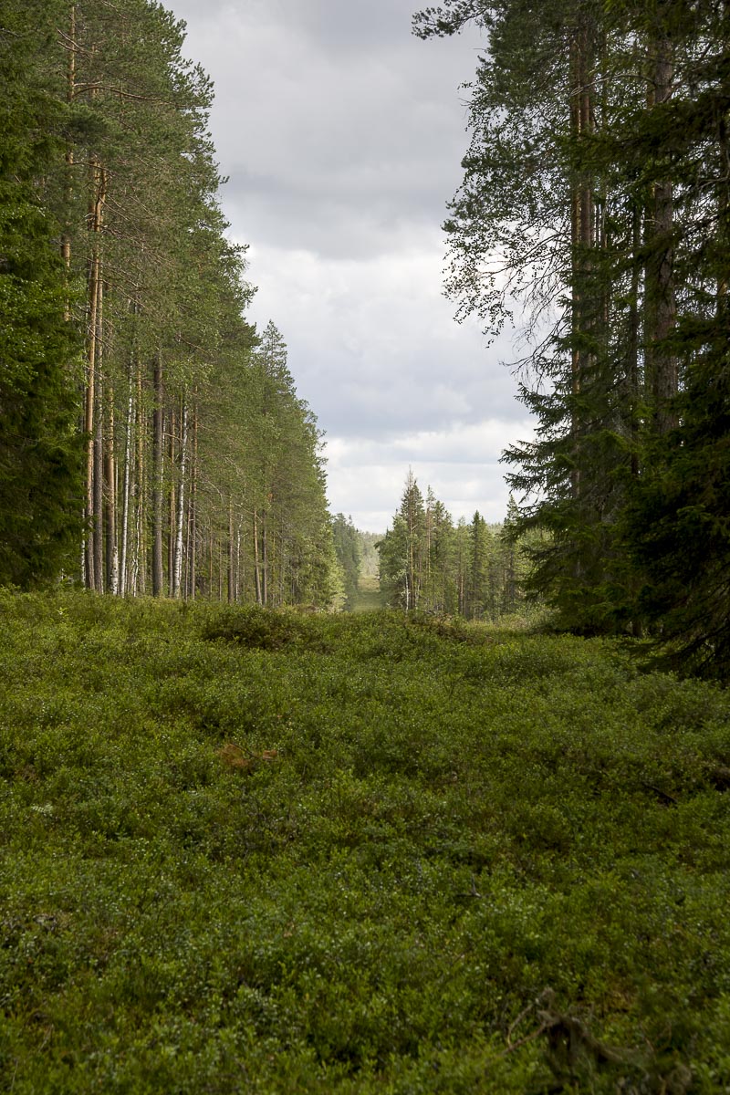 Finland - Russian Border - July 18, 2009