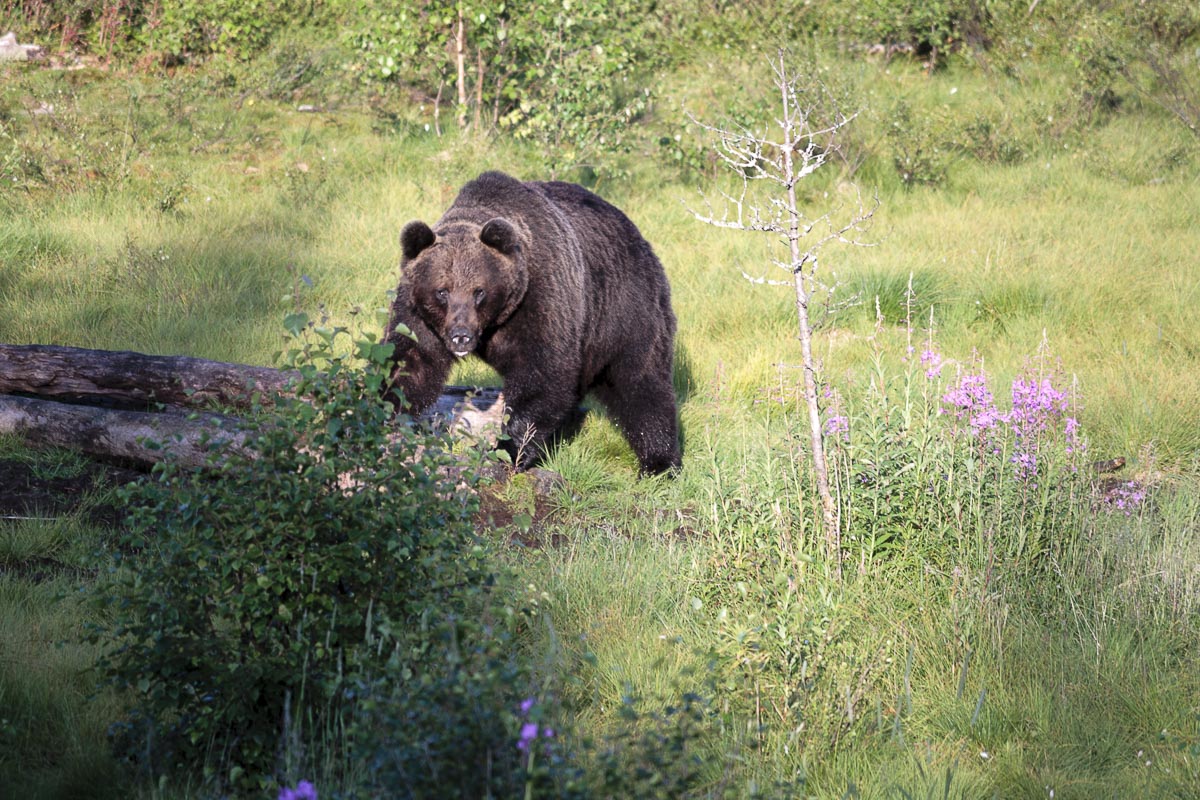 Finland - Wild Brown Bear - July 17, 2009