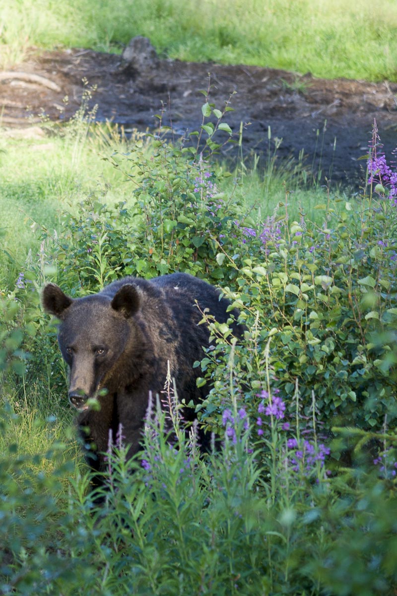 Finland - Wild Brown Bear - July 17, 2009
