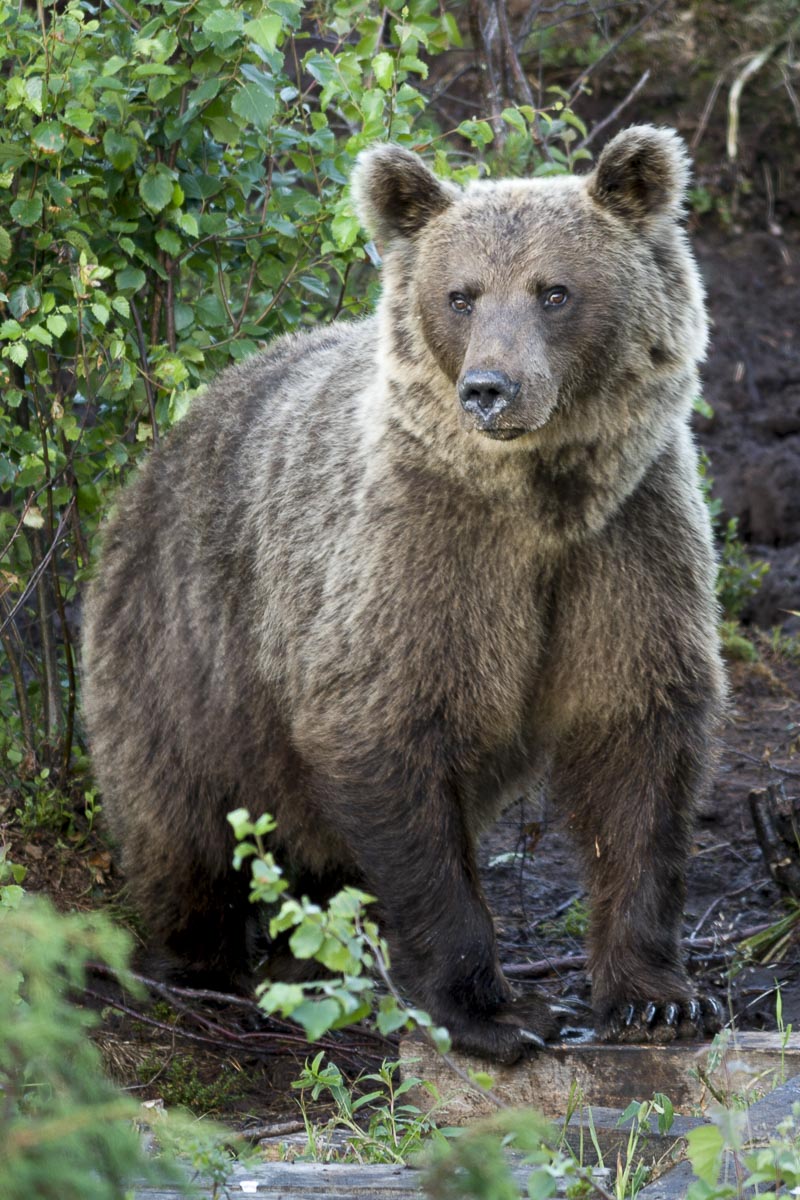 Finland - Wild Brown Bear - July 17, 2009