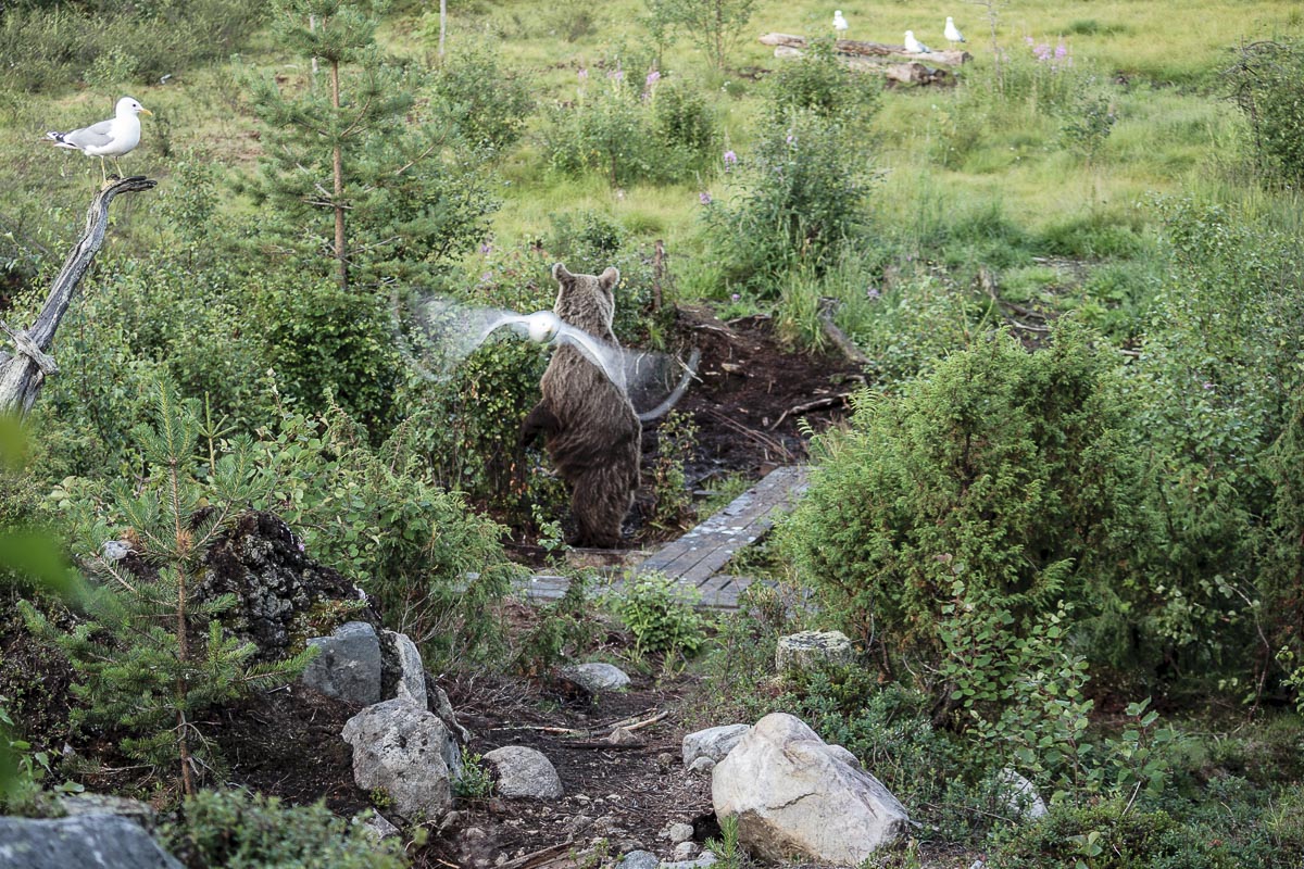 Finland - Wild Brown Bear - July 17, 2009