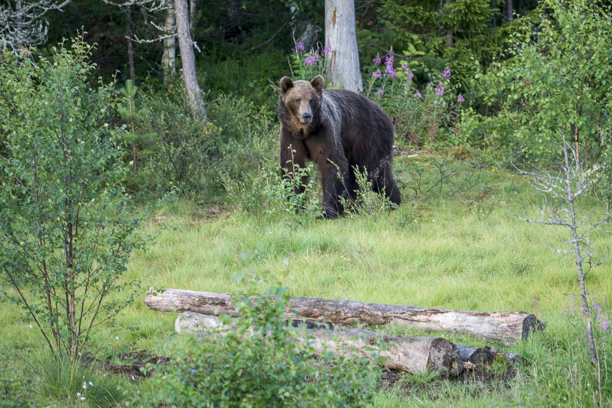 Finland - Wild Brown Bear - July 17, 2009