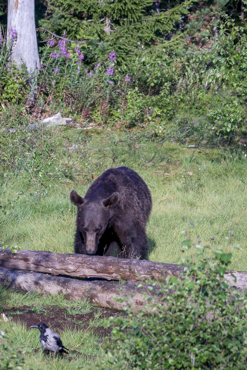Finland - Wild Brown Bear - July 17, 2009