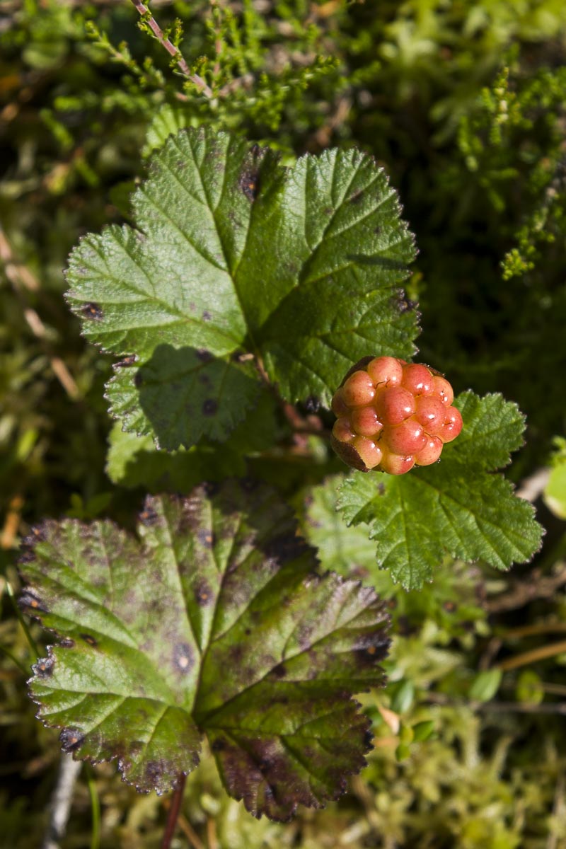 Finland - Wild Brown Bear - July 18, 2009
