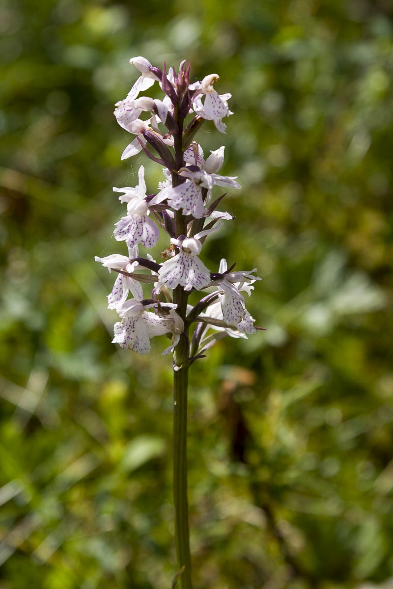 Finland - Wild Brown Bear - July 18, 2009