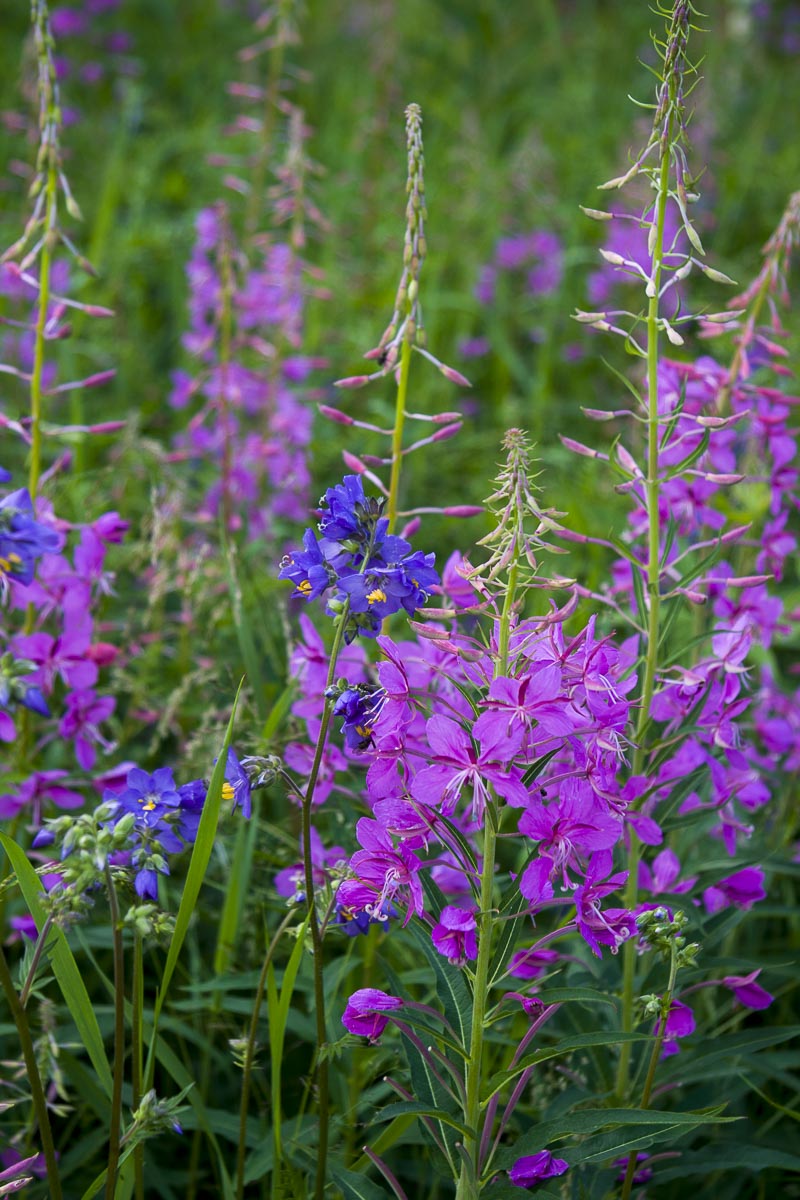 Finland - Wild Brown Bear - July 18, 2009