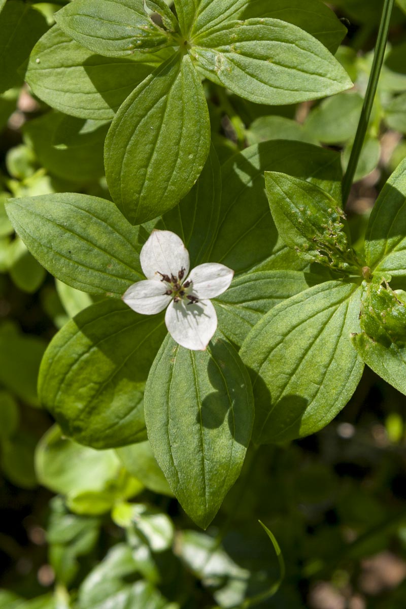 Finland - Wild Brown Bear - July 18, 2009