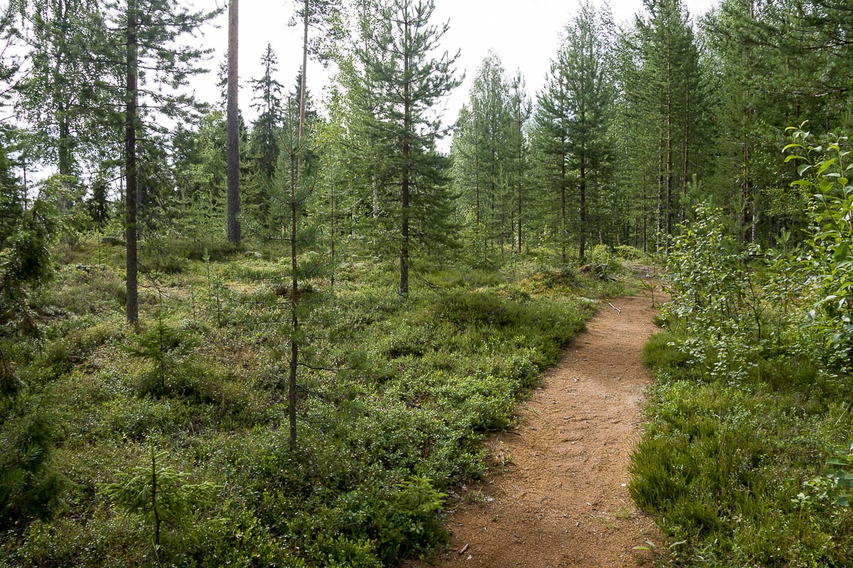 Finland - Wild Brown Bear - July 19, 2009