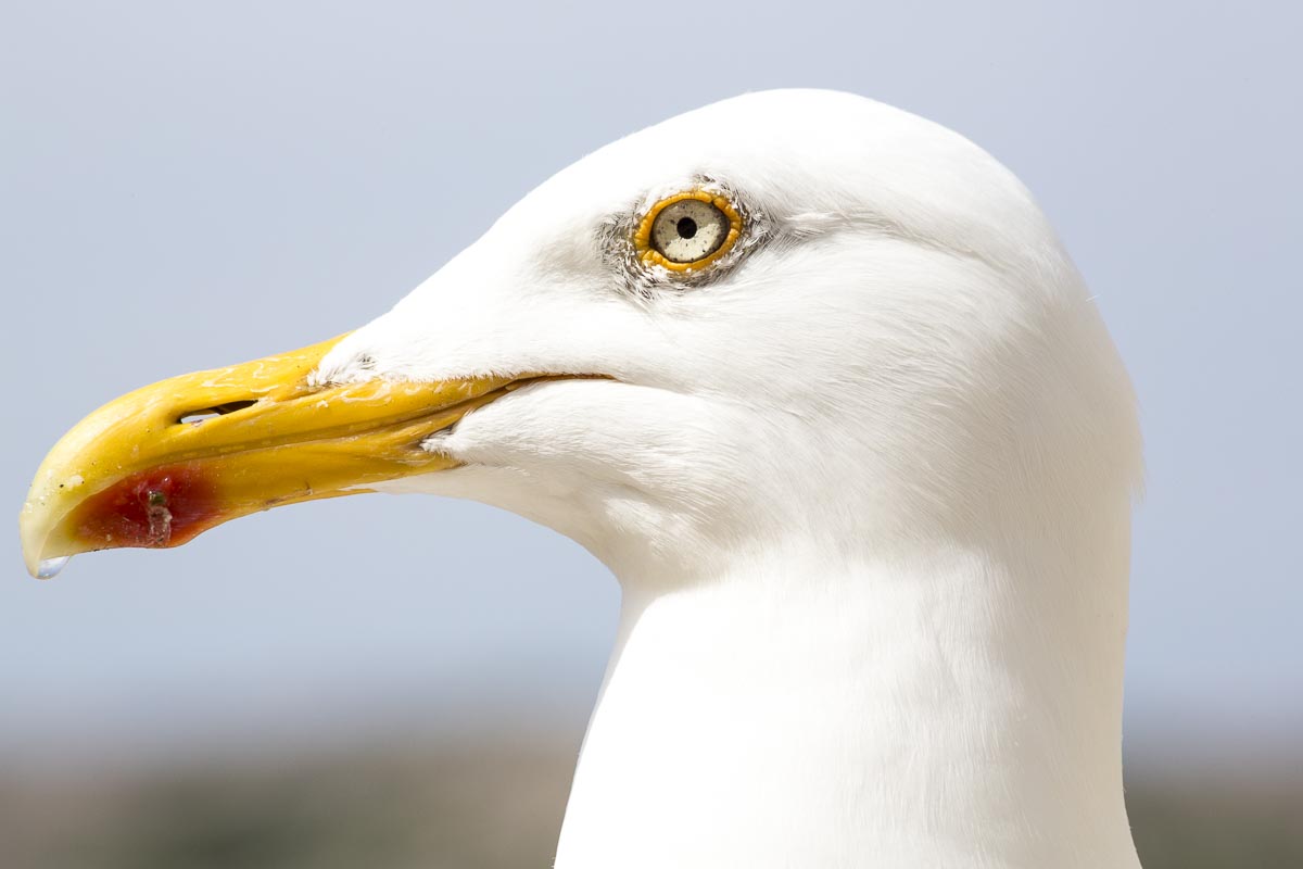 West Sweden - Fjallbacka - June 12, 2013