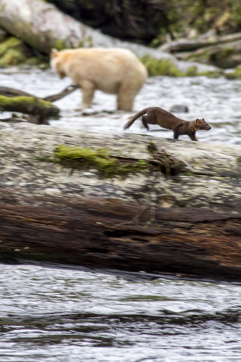 Great Bear Rainforest - Spirit Bear And Pine Marten - September 22, 2011