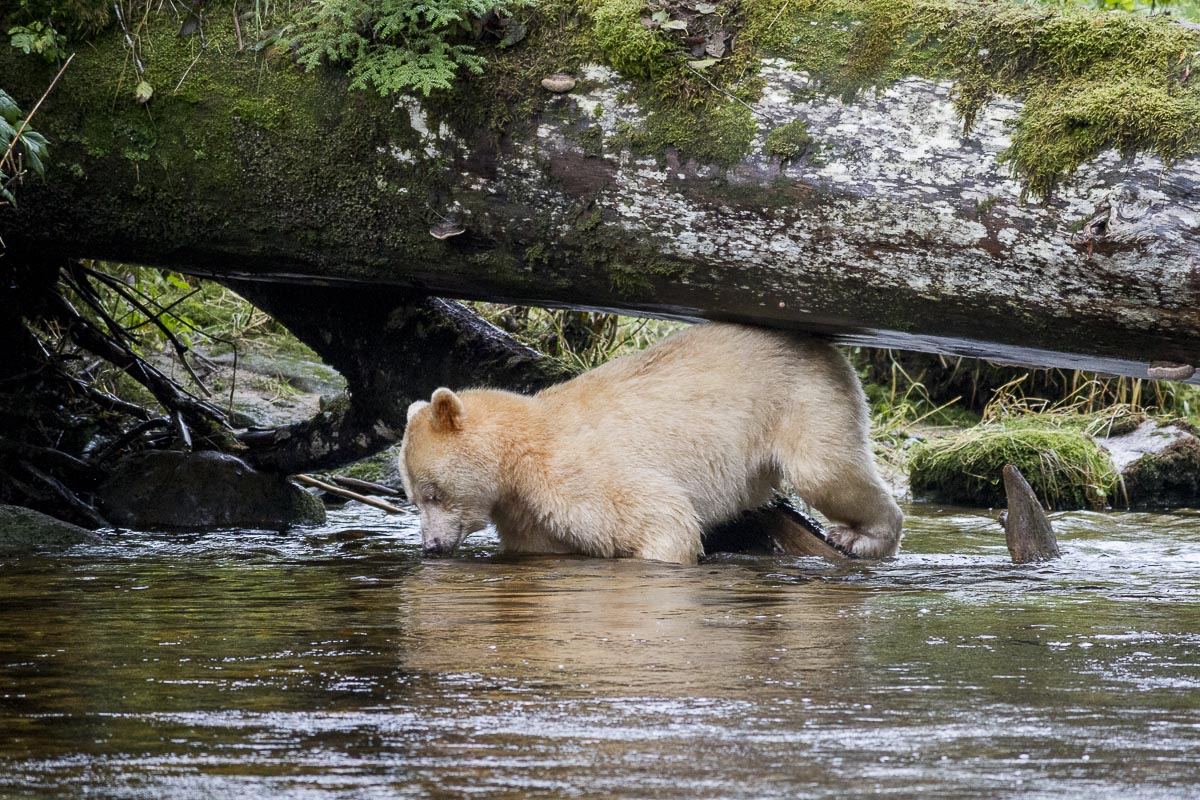 Great Bear Rainforest - Spirit Bear Scratching Back - September 22, 2011