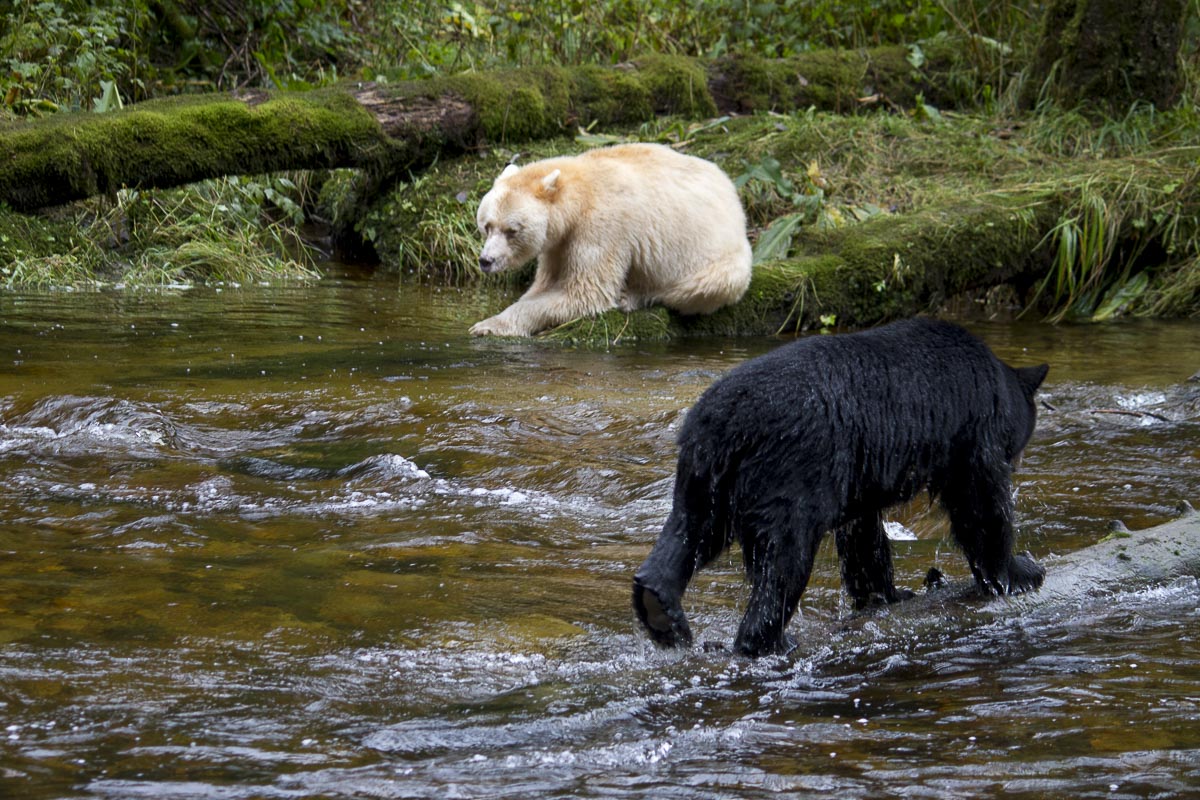 Great Bear Rainforest - Spirit Bear Meets Black Bear - September 22, 2011