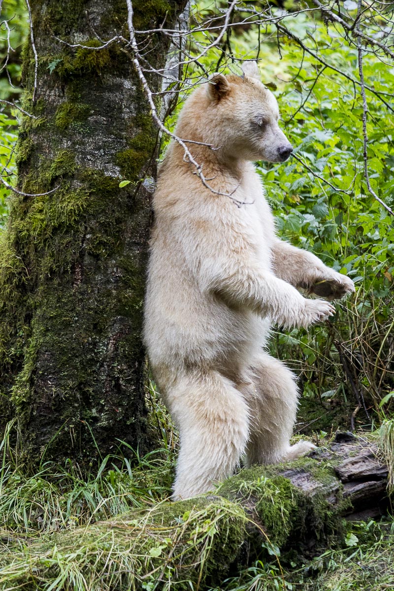 Great Bear Rainforest - Spirit Bear Scratching Back - September 22, 2011