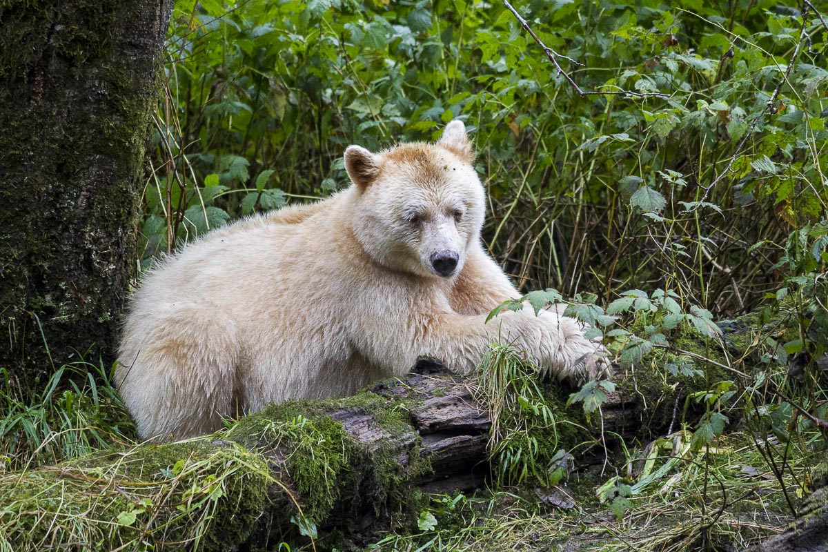 Great Bear Rainforest - Spirit Bear - September 22, 2011