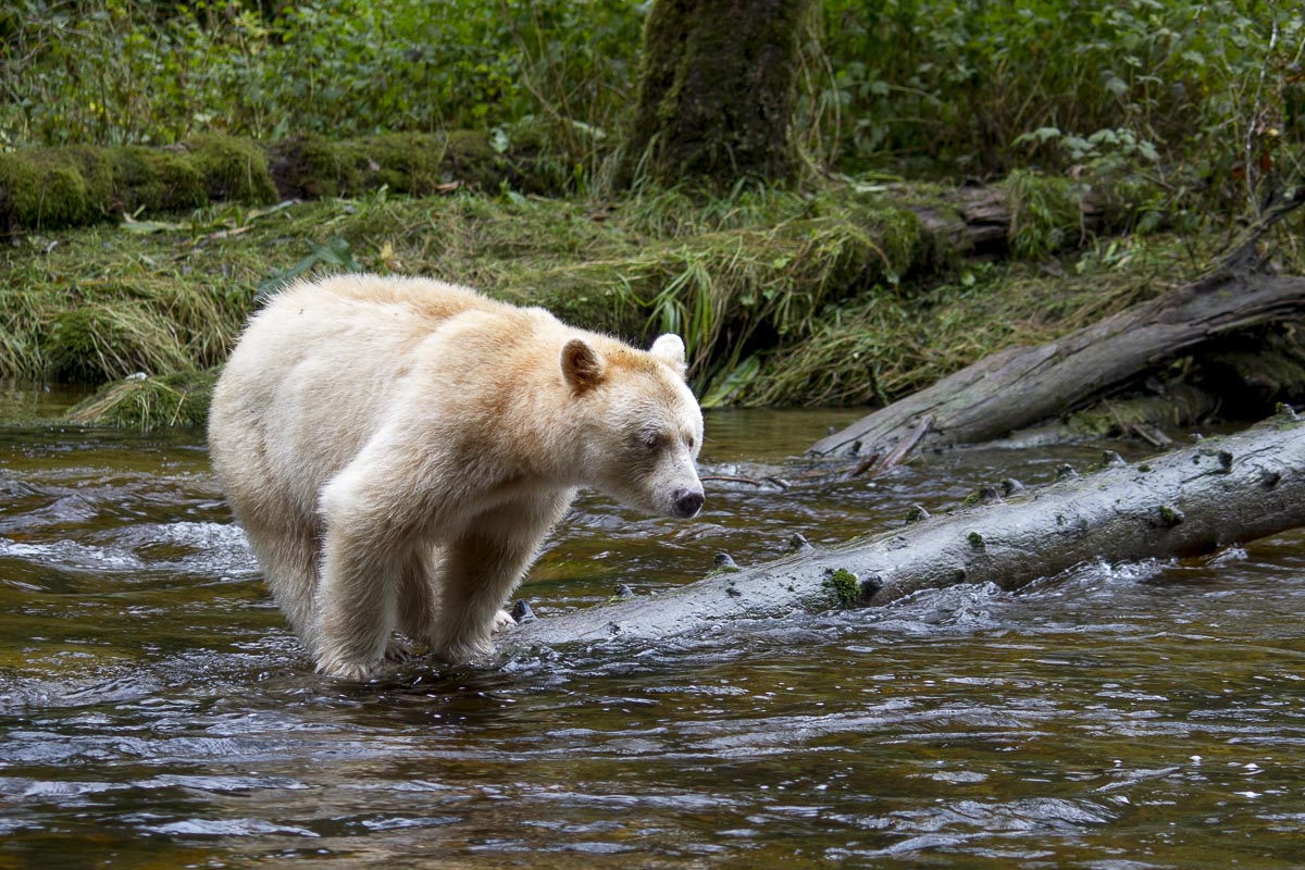 Great Bear Rainforest - Spirit Bear - September 22, 2011