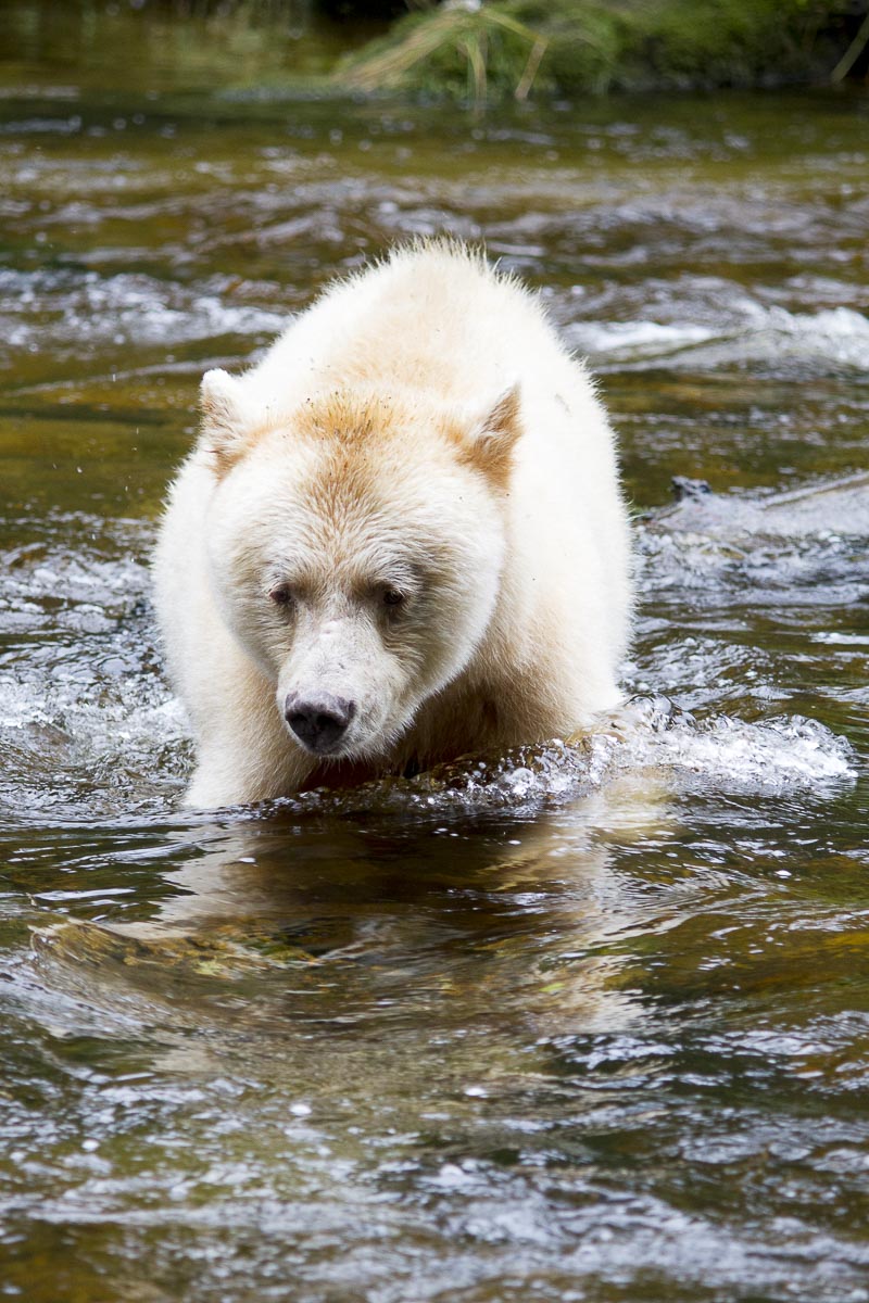Great Bear Rainforest - Spirit Bear Fishing For Salmon - September 22, 2011