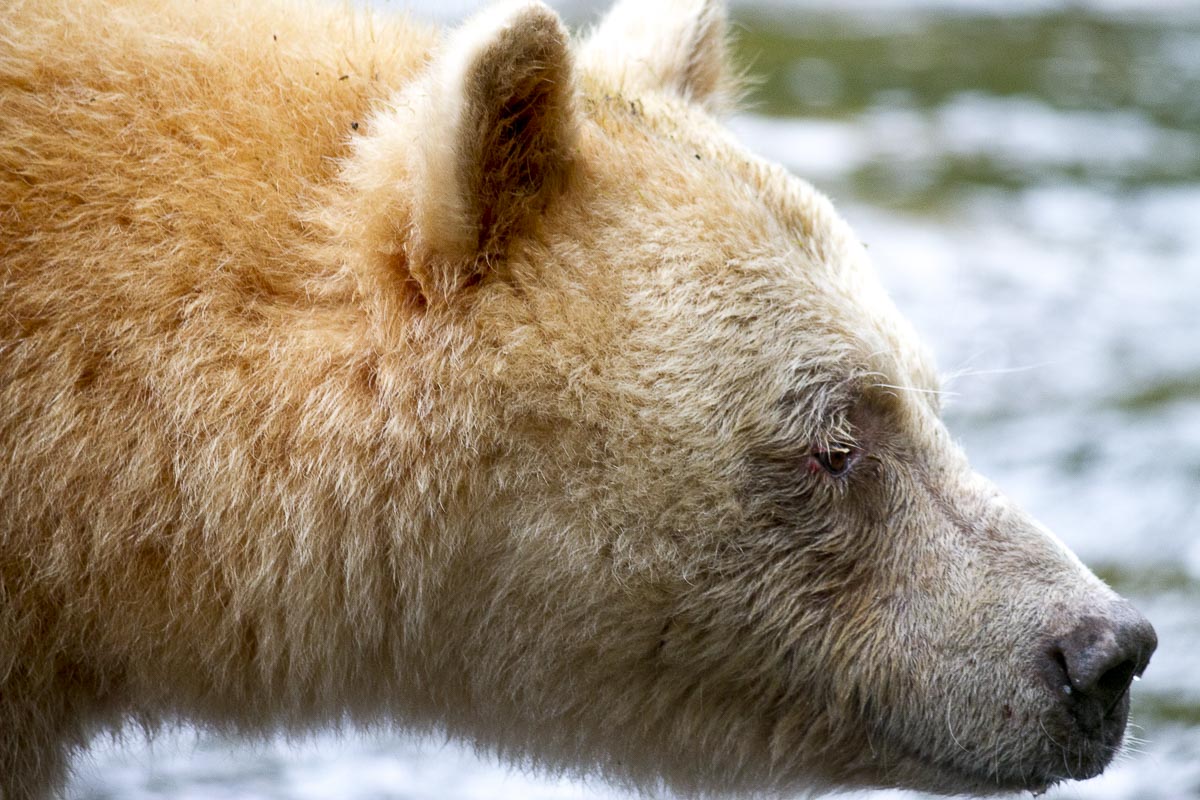 Great Bear Rainforest - Spirit Bear - September 22, 2011