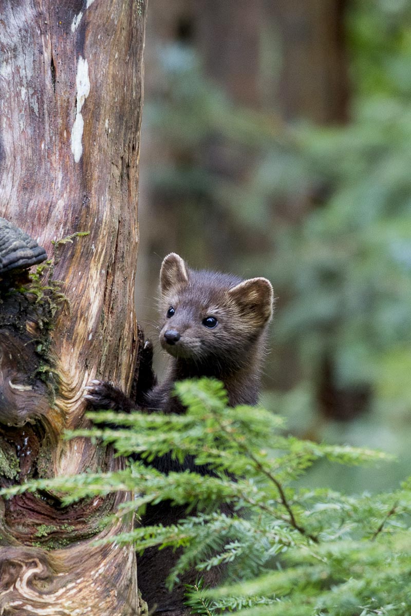 Great Bear Rainforest - Pine Marten - September 22, 2011