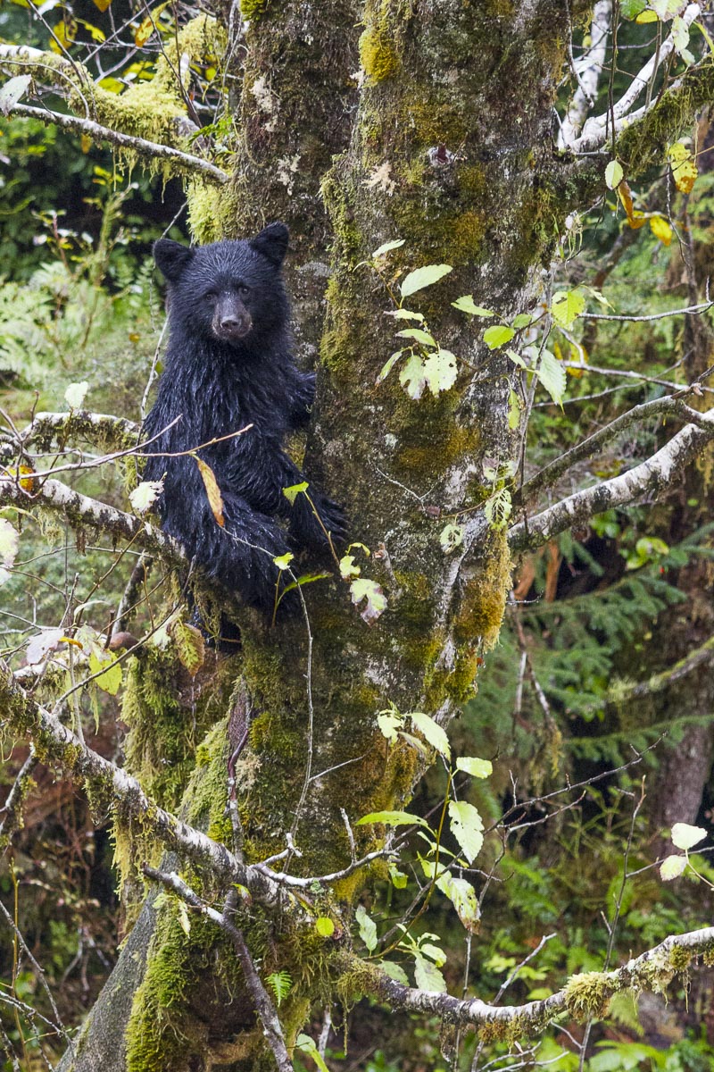 Great Bear Rainforest - Black Bear - September 22, 2011
