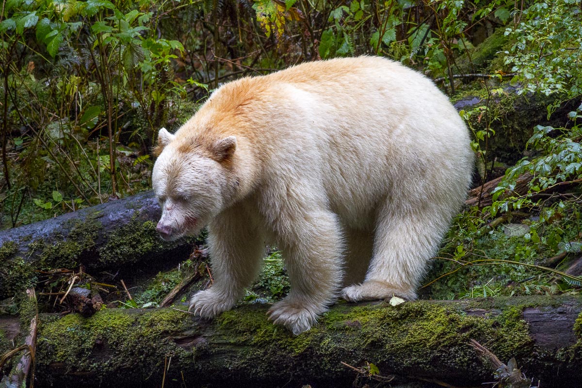 Great Bear Rainforest - Spirit Bear - September 22, 2011