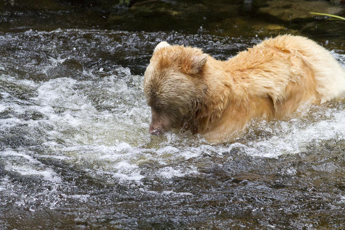 Great Bear Rainforest - Spirit Bear Fishing For Salmon - September 22, 2011