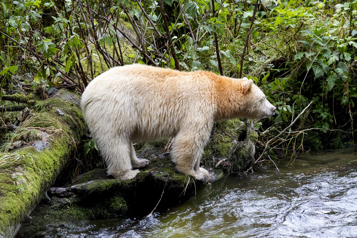 Great Bear Rainforest - Spirit Bear - September 22, 2011