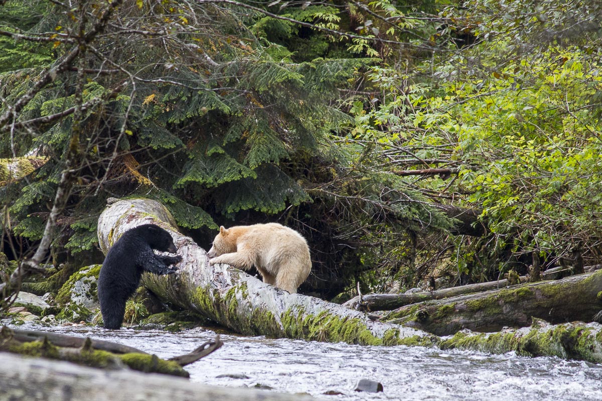 Great Bear Rainforest - Spirit Bear Meets Black Bear - September 22, 2011