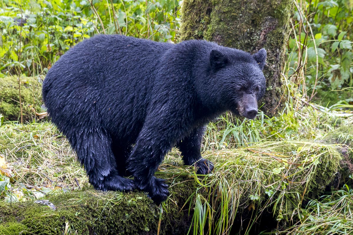Great Bear Rainforest - Black Bear - September 22, 2011