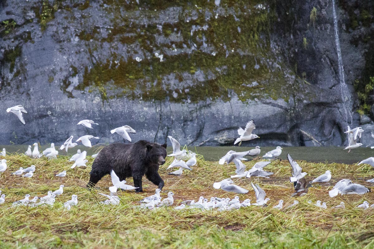 Great Bear Rainforest - Mussell Inlet Grizzly Bear And Gulls - September 23, 2011