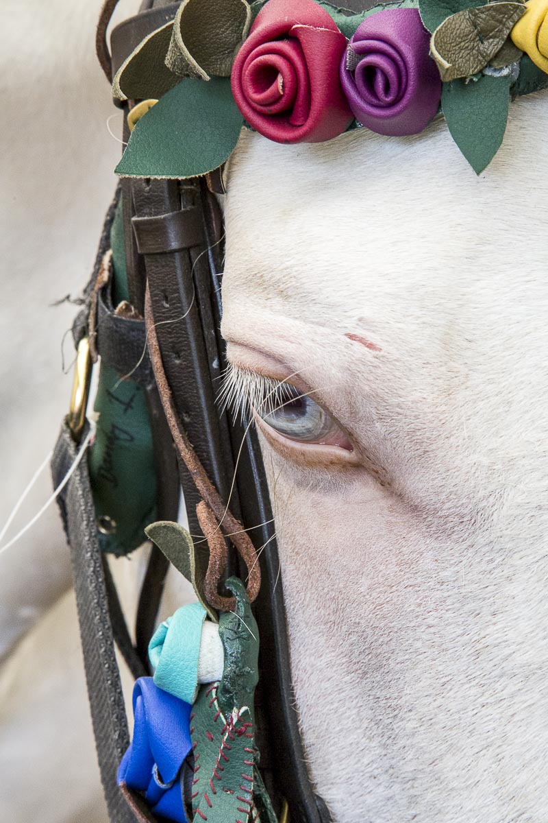 Giffords Circus - Moonsongs, Circus Horse, Chiswick House - June 18, 2015