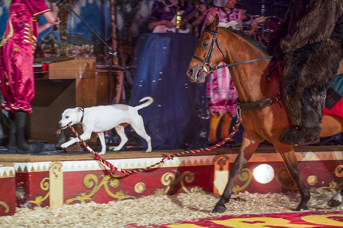 Giffords Circus - Moonsongs, Circus Horse With Bear And Dog, Chiswick House - June 18, 2015